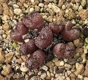 コノフィツム　メイキンズプラム　Conophytum pellucidum ‘Makin’s Plum’　(2018年実生苗)