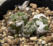 コノフィツム　Conophytum ectypum ssp.sulcatum SB1118 Animub ②_画像2