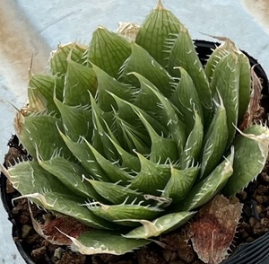 ハオルチア　Haworthia decipiens var.decipiens PD2213 v Beyersvlei