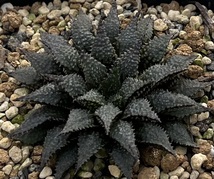 ハオルチア　Haworthia mirabilis var.diversicolor MBB6585/1 Olifantsdoorn （5~6枚目親株見本）_画像6