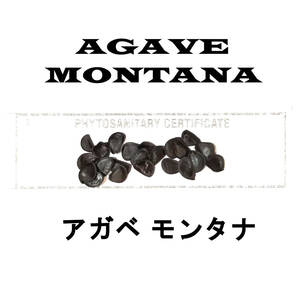 9月入荷 10粒+ アガベ モンタナ 種子 種子 Agave montana