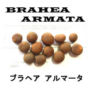 11月入荷 5粒+ ブラヘア アルマータ 種 種子 証明書