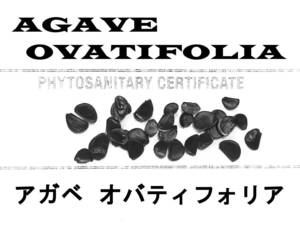 10月入荷 50粒+ アガベ オバティフォリア 種子 種 ovatifolia