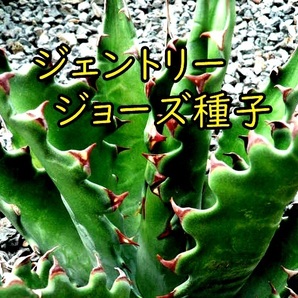 ８月入荷 Agave gentryi Jaws アガベ ジェントリー ジョーズ 種子55粒の画像1