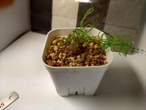 多肉植物 塊根植物　蒼角殿　ボウィエア ボルビリス　プレステラ７５鉢付きで_画像5