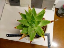 アロエポリフィラ１円スタート３．５号鉢鉢付きで多肉植物_画像6