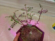 塊根植物　パキコルムス ディスカラー（象の木）　２００㍉６角陶器鉢付きで_画像4