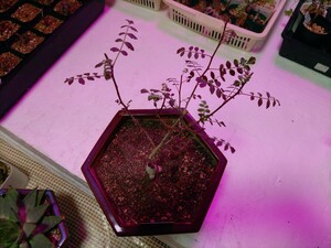 塊根植物　パキコルムス ディスカラー（象の木）　２００㍉６角陶器鉢付きで