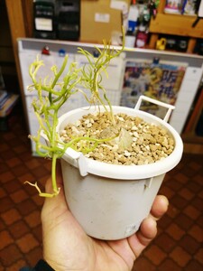 多肉植物 塊根植物　ボウィエアボルビリス（蒼角殿）白い105㍉プラ鉢鉢付きで