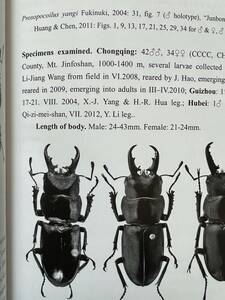 希少 中国湖北省産 ヤンシカノコギリ Prosopocoilus yangi 完品ペア 月曜日発送