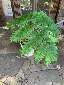 希少種　観葉植物 ヘゴの木　ヒカゲヘゴ　タカワラビ