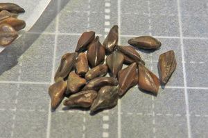 Senna meridionalis　種子6粒（管理番号：Ｆ7）センナ・メリディオナリス
