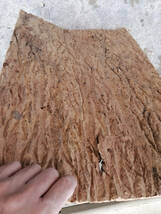 特大　コルク　樹皮　コルク板　40×60ｃｍ（厚約10ｍｍ前後）洋蘭　原種　チランジア　エアープランツ　小型　ビカクシダ　ラン　コルク_画像3