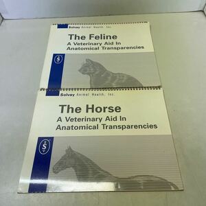 S05上★A Veterinary Aid In Anatomical Transparencies The Horse The Feline 解剖学的透明性における獣医師の援助 馬 ネコ科 洋書 231107