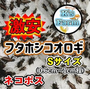 ご予約者様 350匹+20%増量+10%(死着保証) Sサイズ(0.6cm〜1cm程) フタホシコオロギ