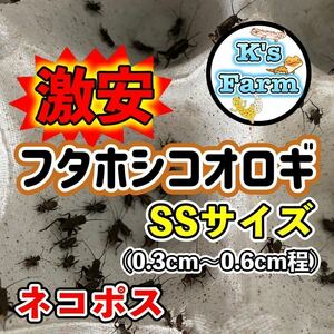 600匹+20%増量+10%(死着保証)SSサイズ (0.3cm〜0.6cm程) フタホシコオロギ