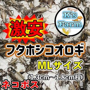 ご予約者様専用150匹+20％増量+10％(死着保証) MLサイズ フタホシコオロギ