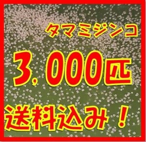 タマミジンコ1g+α3,000匹「めだか金魚熱帯魚の生き餌に！」