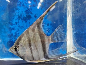 ワイルドエンゼル　マナウス便　体長5センチほど　エンゼルフィッシュ　シクリッド　熱帯魚