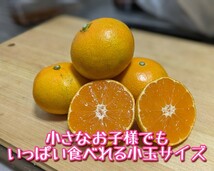 愛媛県産みかん 約5kg 真穴みかんで有名な八幡浜からお届け 小玉サイズ ご家庭用 送料無料ｐ_画像5