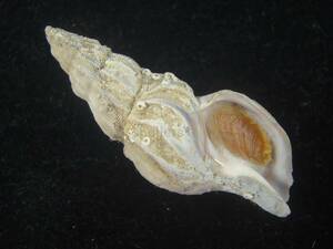 貝 標本 オオシワバイ