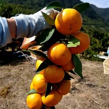 ☆早生温州みかん☆　(ws-k002)　愛媛県大三島　＜産地直送＞　家庭用１０ｋｇ　■小玉のみ　　※送料無料　　==きんまるファーム==_画像4