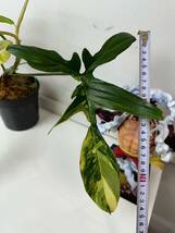 フィロデンドロンフロリダビューティー斑入りPhilodendron 'Florida Beauty' Variegated 美品　1_画像2