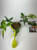 フィロデンドロンフロリダビューティー斑入りPhilodendron 'Florida Beauty' Variegated 美品9_画像1