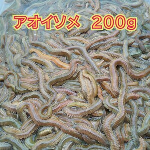 新鮮！［アオイソメ］200グラム 秋〜春限定送料無料！（北海道・沖縄は不可）　釣りエサ　青イソメ　投げ釣り