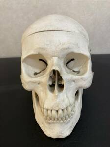 頭蓋骨　骨格模型