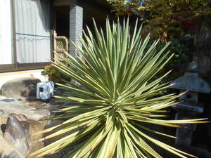  rare yucca *. entering alloy fo rear * 9-10 number article limit 