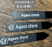 10本 プランツタグ　マットラベル　アガベ　チタノタ　白鯨　姫厳竜　スナグルトゥース　エボリスピナ　グラキリス　武輪柱　サボテン_画像9