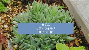 セダム　セディフォルメ　種子30粒　 多肉植物