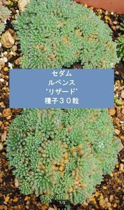 セダム　ルベンスリザード　種子30粒　多肉植物