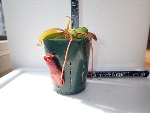 食虫植物 ネペンテス　Nepenthes pervillei HFC　