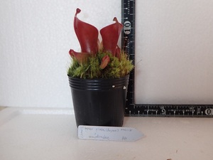 食虫植物 ヘリアンフォラ　clone12 minor pilosa[Auyan]×macdonalae