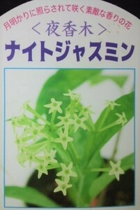 夜香木　ヤコウボク　挿し穂・カット・枝　１本　ジャスミン　香・花　観葉植物