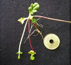 ヒメキランソウ　抜き苗（カット）水耕　ハイドロカルチャー　観葉植物　グリーン　花卉園芸