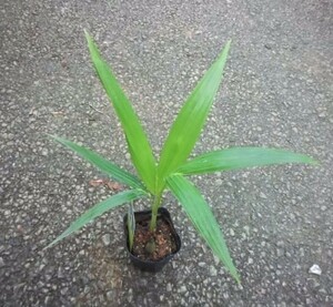 マニラヤシ・実生・抜き苗・椰子・植物・やし 属　観葉植物