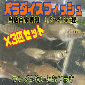 残り僅か【3匹セット】パラダイスフィッシュ/タイワンキンギョ　1.5〜2.5cm程の個体.ランダム掬い 自家繁殖