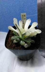 颯　福幸　オブツ―サ錦２　６０　サボテン、多肉植物（えびね・エビネ・春蘭・寒蘭・山野草 )