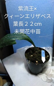 颯　紫流王×クィーンエリザベス　未開花中苗　６０（えびね・エビネ・春蘭・寒蘭・山野草 )