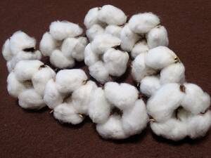 【即決】 ドライフラワー 綿花「 白綿 10個 」 コットンフラワー 今年収穫 綿の実 綿 ツリー リース ハンドメイド 資材 花材に 