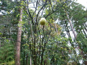 かりん　花梨　1.5㎏　無農薬