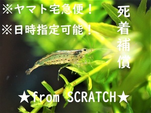 送料無料★ヤマトヌマエビ　25匹＋サービス分 （ヌマエビ）from SCRATCH