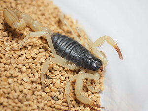  внутренний первый поступление?*SALE Judy - черный задний волосы Lee Scorpion (sa санки Scorpion )from SCRATCH N1