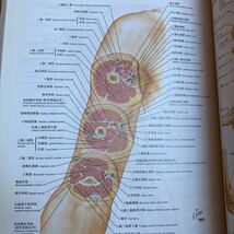ネッター解剖学アトラス 第3版_画像7