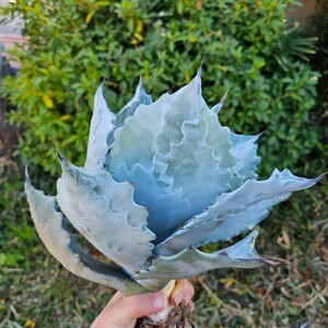 本物 白岳殿 （agave チタノタ チタノータ　アガベ　白鯨　パープソラム　氷山 ピンキー　好きにも