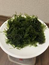 ウィローモス【軽く水切り50g】無農薬_画像1