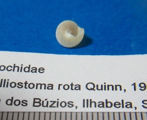 Calliostoma rota Quinn, 1992
